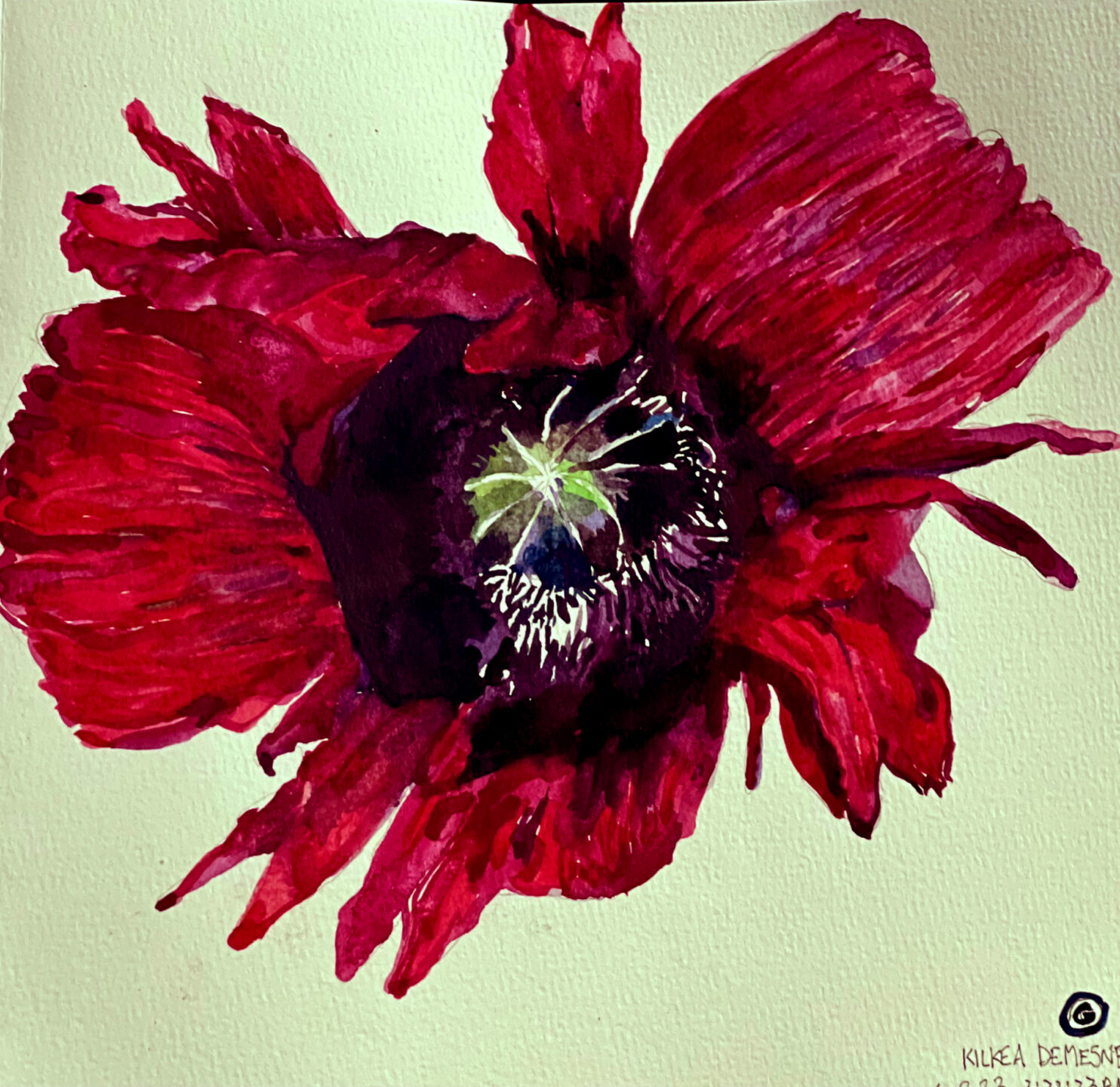 anemone