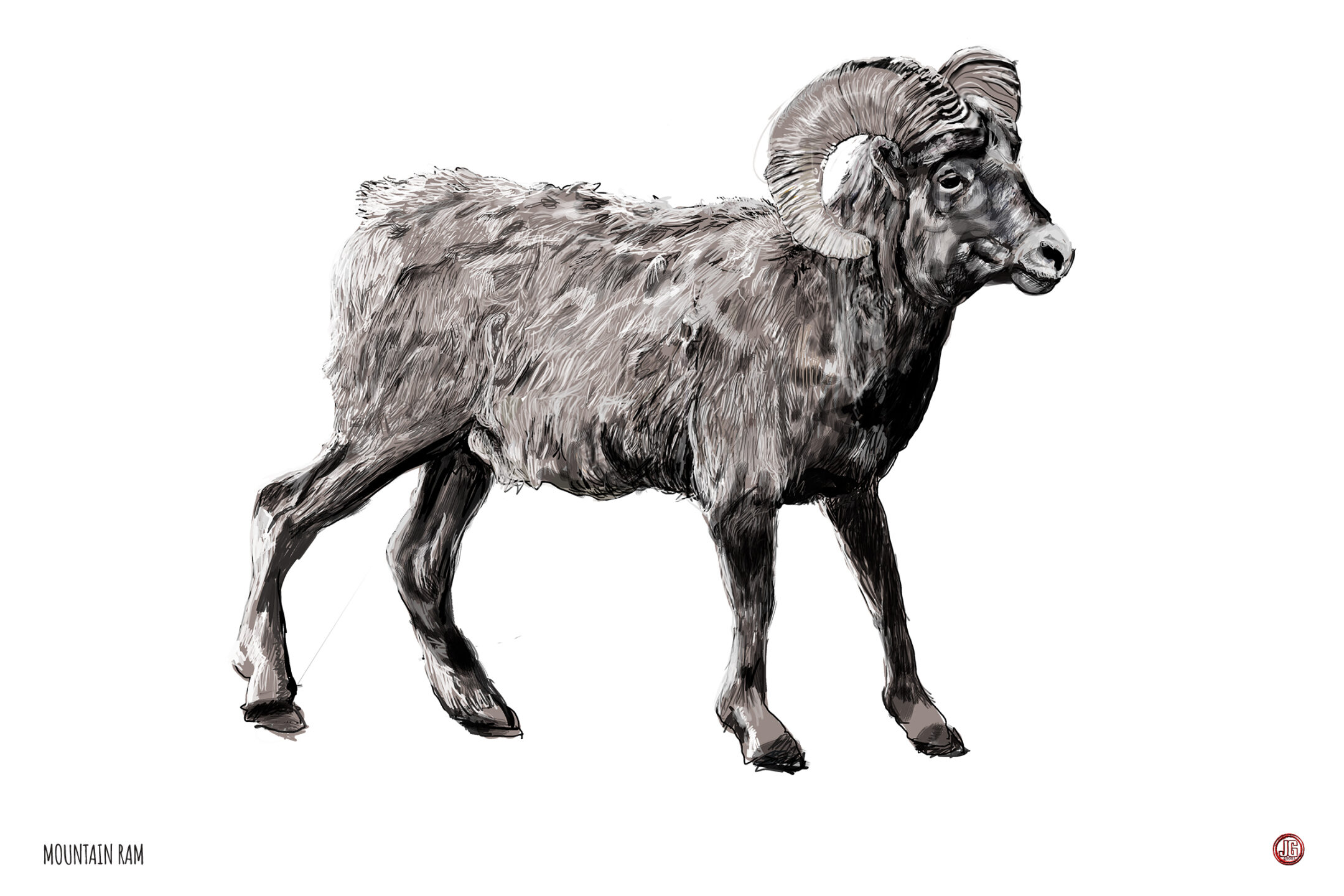 MOUNTAIN RAM