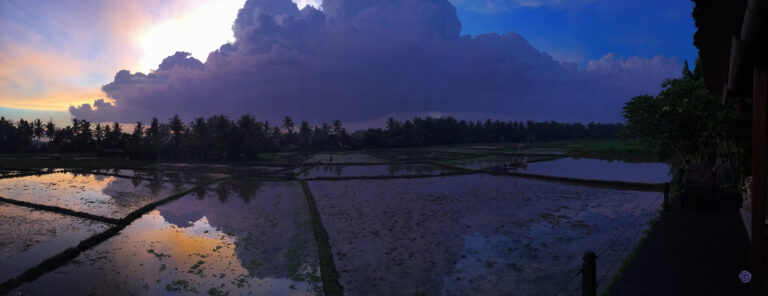 rice field